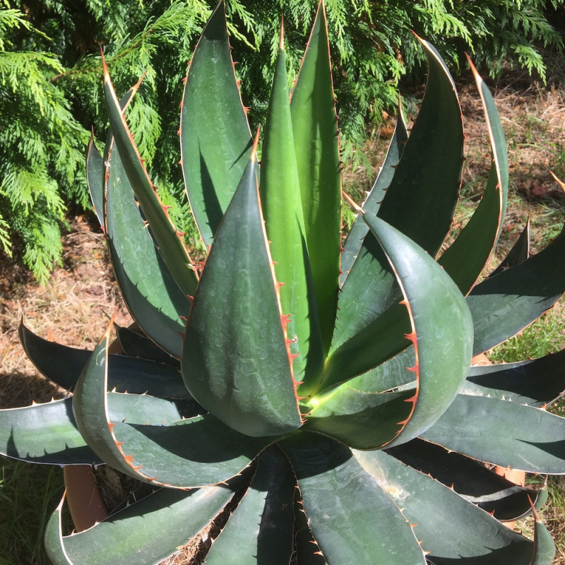 Agave garciae-mendozae