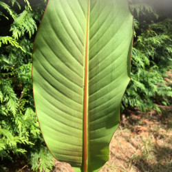 Musa Burmese blue