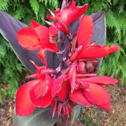 Canna cannova bronze scarlet