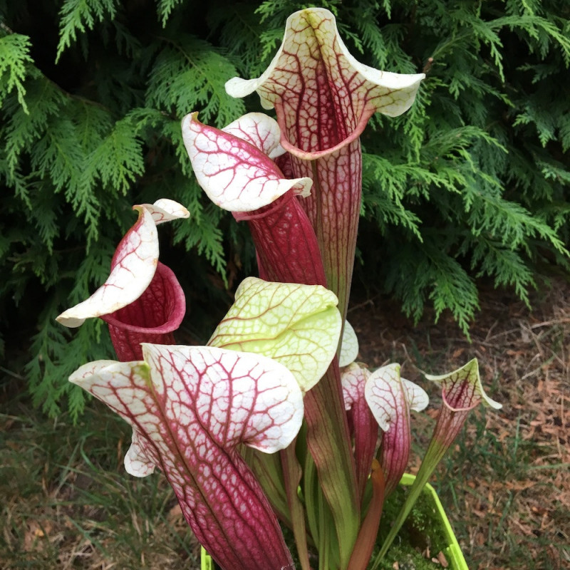 Sarracenia Eva