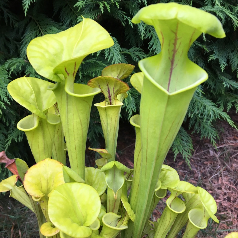 Sarracenia flava