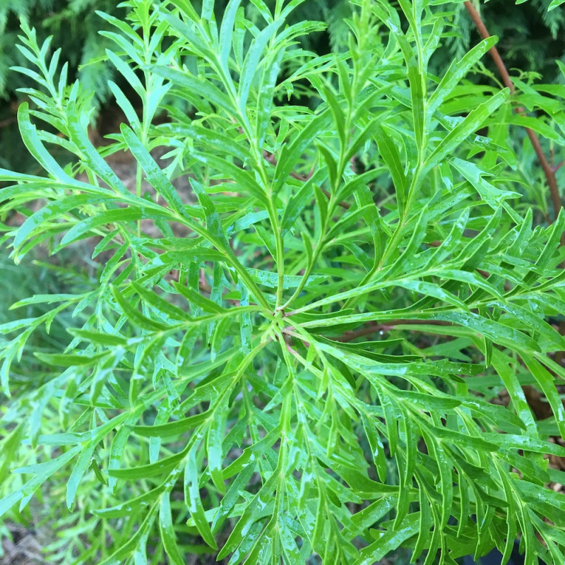 Lomatia silaifolia