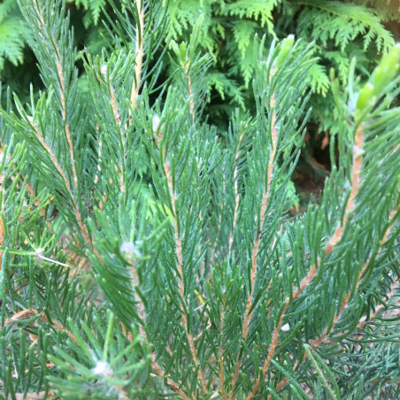 Calothamnus quadrifidus grey leaf