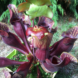 Sarracenia dracula