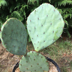 Opuntia sanguinicola 5 litres