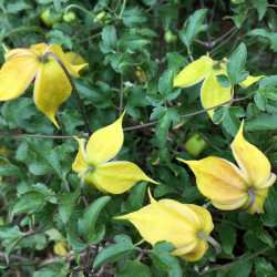 Clematis little lemons