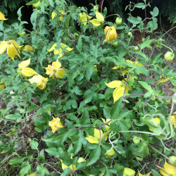 Clematis little lemons