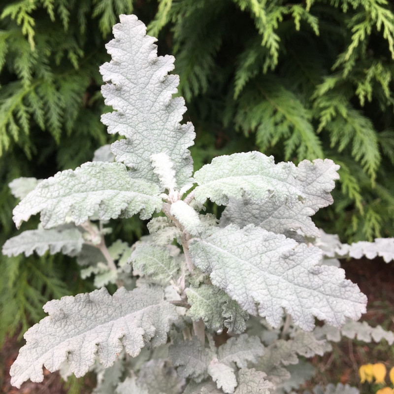 Buddleja glomerata silver service Buddleja glomerata silver service