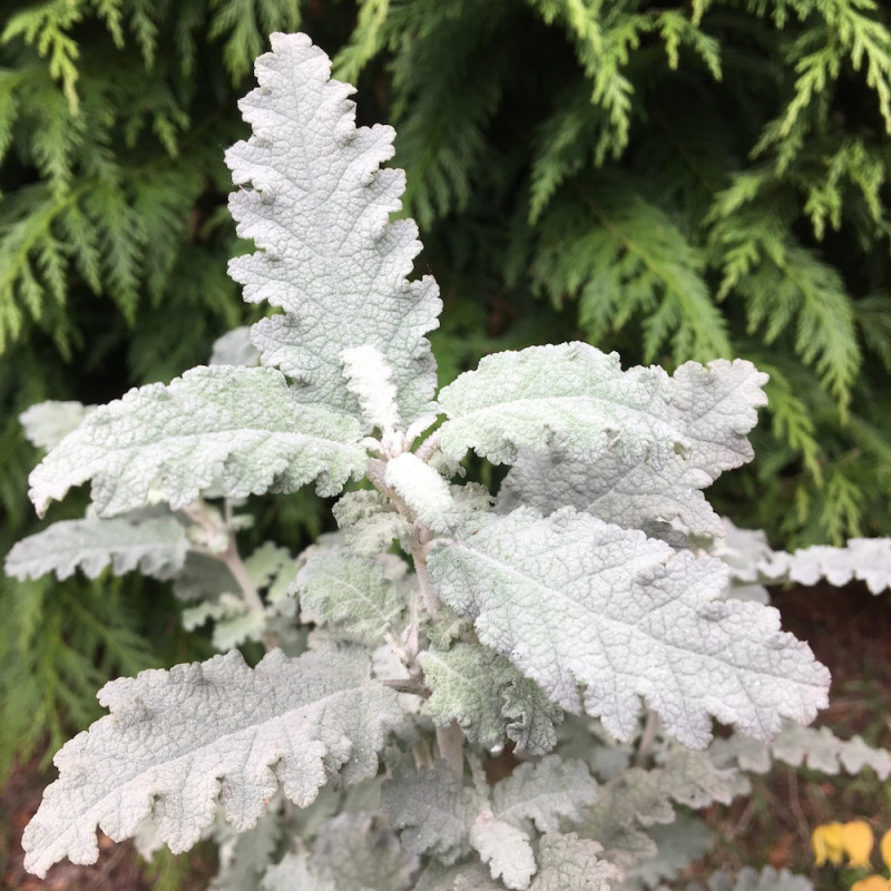 Buddleja glomerata silver service