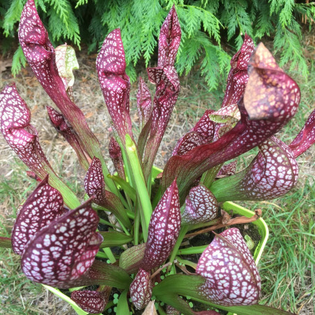 Sarracenia scarlet belle