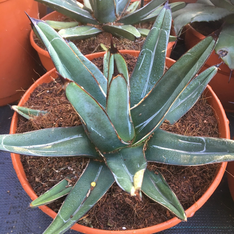 Agave nickelsiae