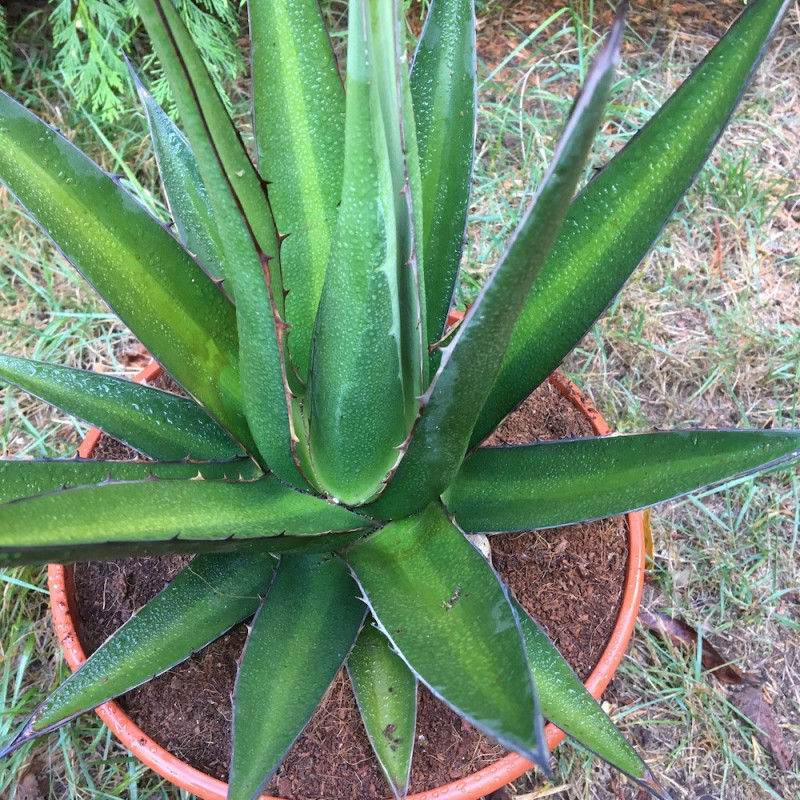 Agave triangularis