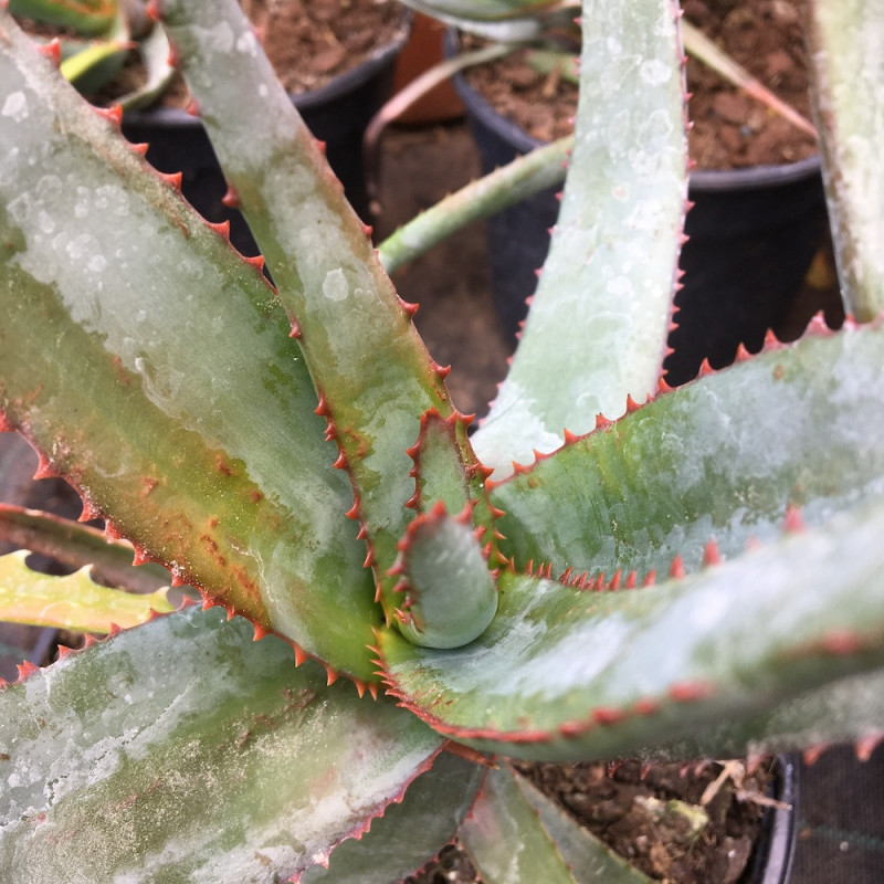 Aloe capitata yellow hoodie