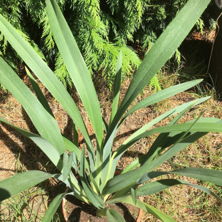 Dianella Prosser river