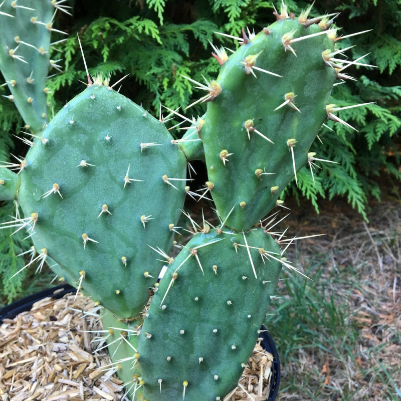 Opuntia dulcis 5 litres