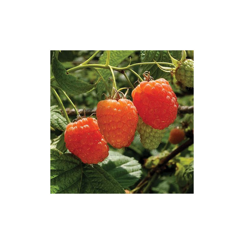 Rubus idaeus Valentina®