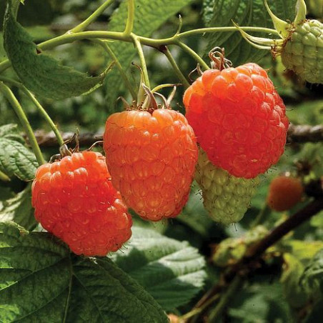 Rubus idaeus Valentina®