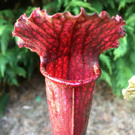 Sarracenia x Fiona