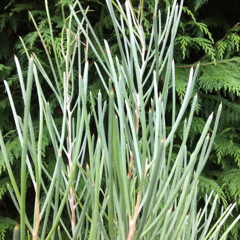 Hakea platysperma