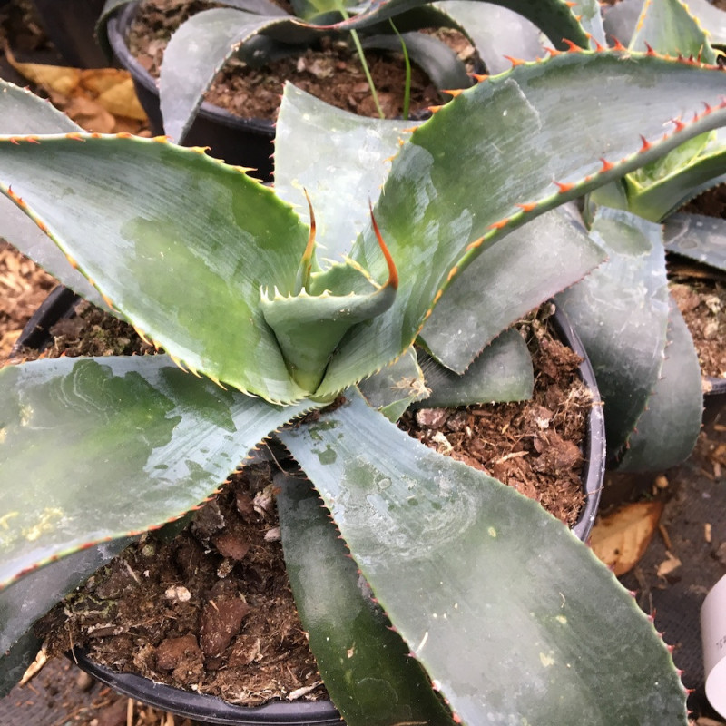 Agave aff. colorata suprême