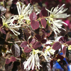 Loropetalum ruby snow®