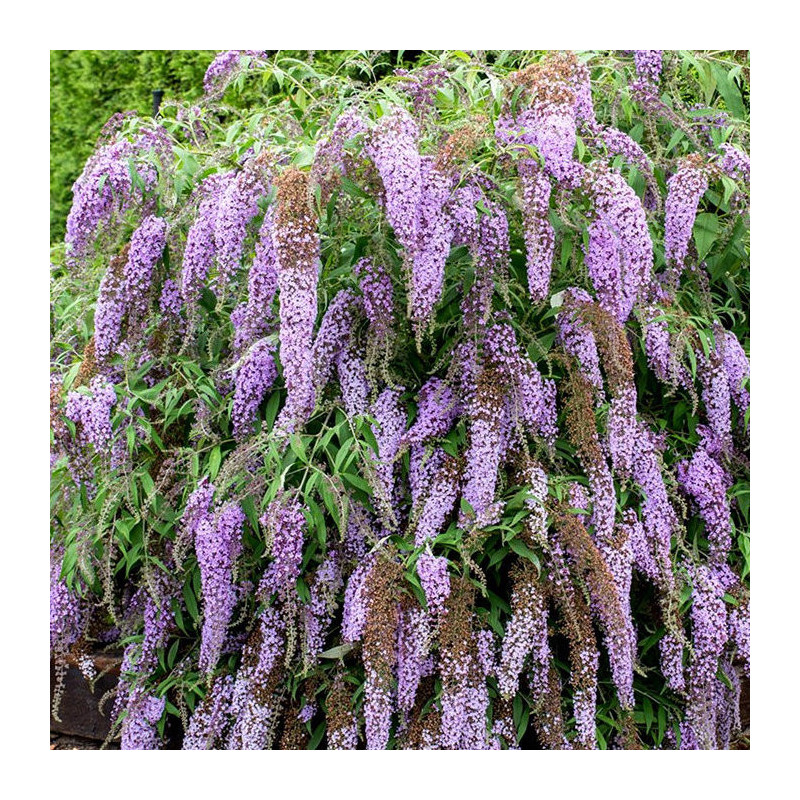 Buddleja wisteria lane®