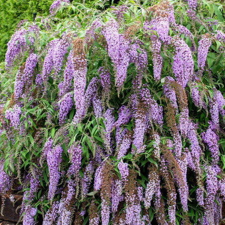 Buddleja wisteria lane®