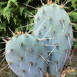 Opuntia augustata 5 litres