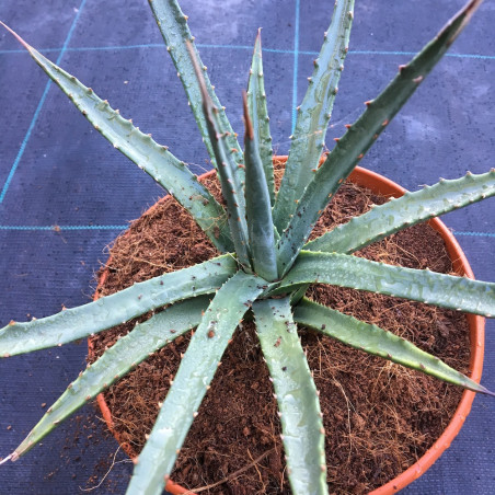 Agave utahensis utahensis