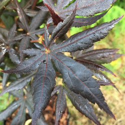 Acer palmatum starfish