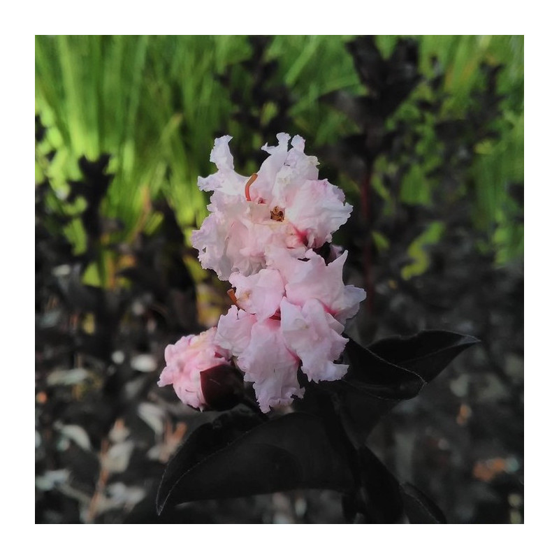 Lagerstroemia pure white