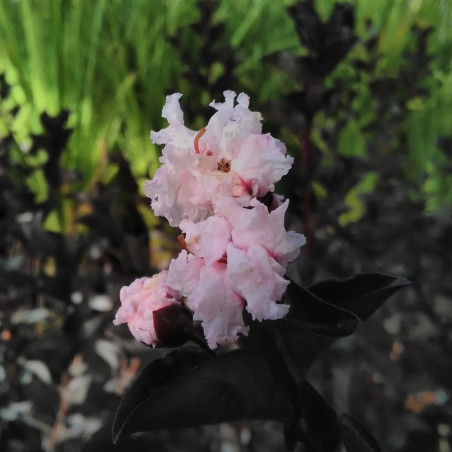 Lagerstroemia pure white