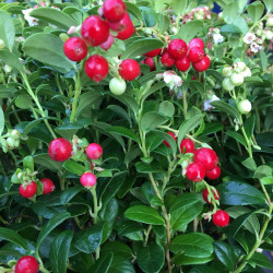 Vaccinium fireballs®