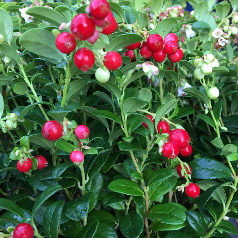 Vaccinium fireballs®