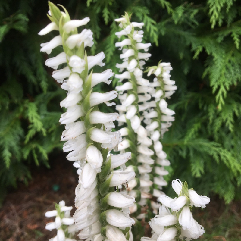 Spiranthes Chadds Ford