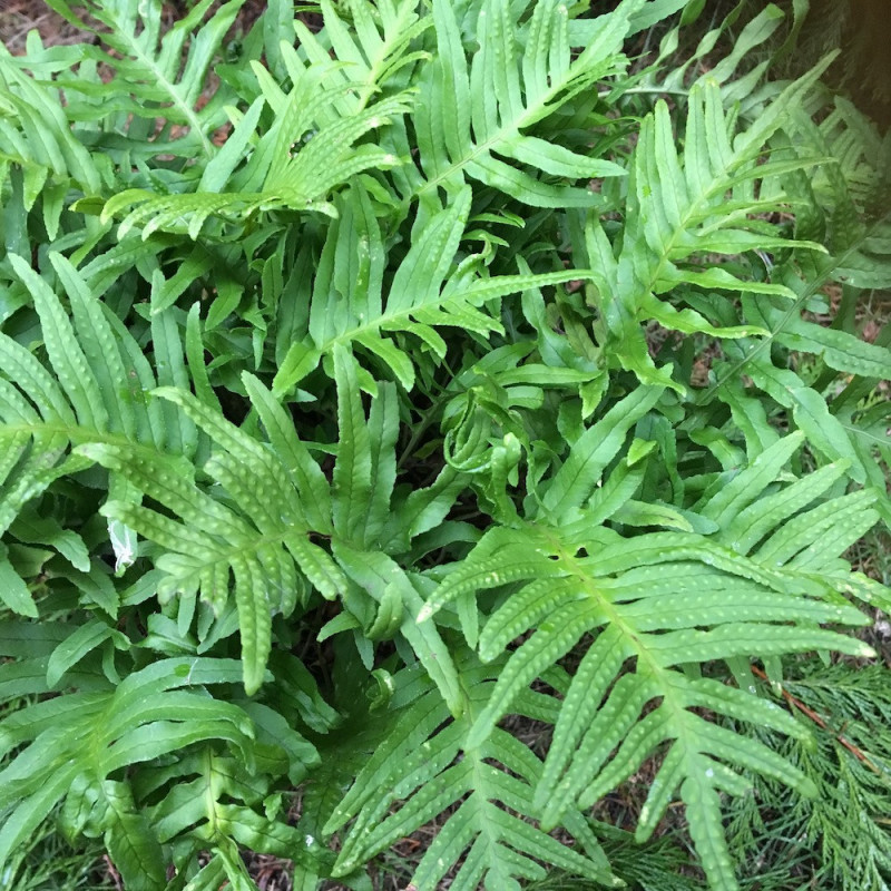 Polypodium vulgare Whitley giant