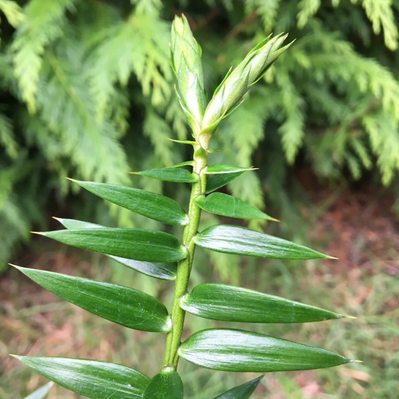 Araucaria bidwillii