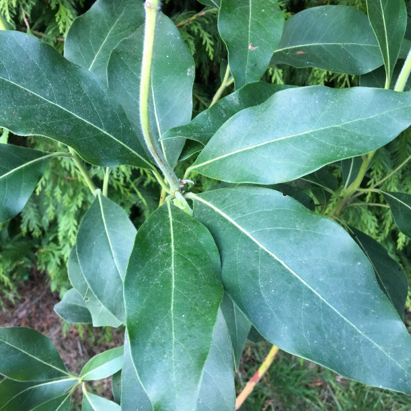 Lophostemon confertus