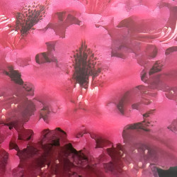 Rhododendron EasyDENDRON® Azurro