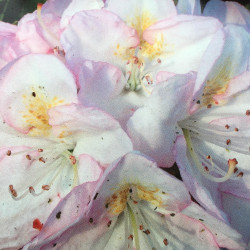 Rhododendron EasyDENDRON® Gomer Waterer