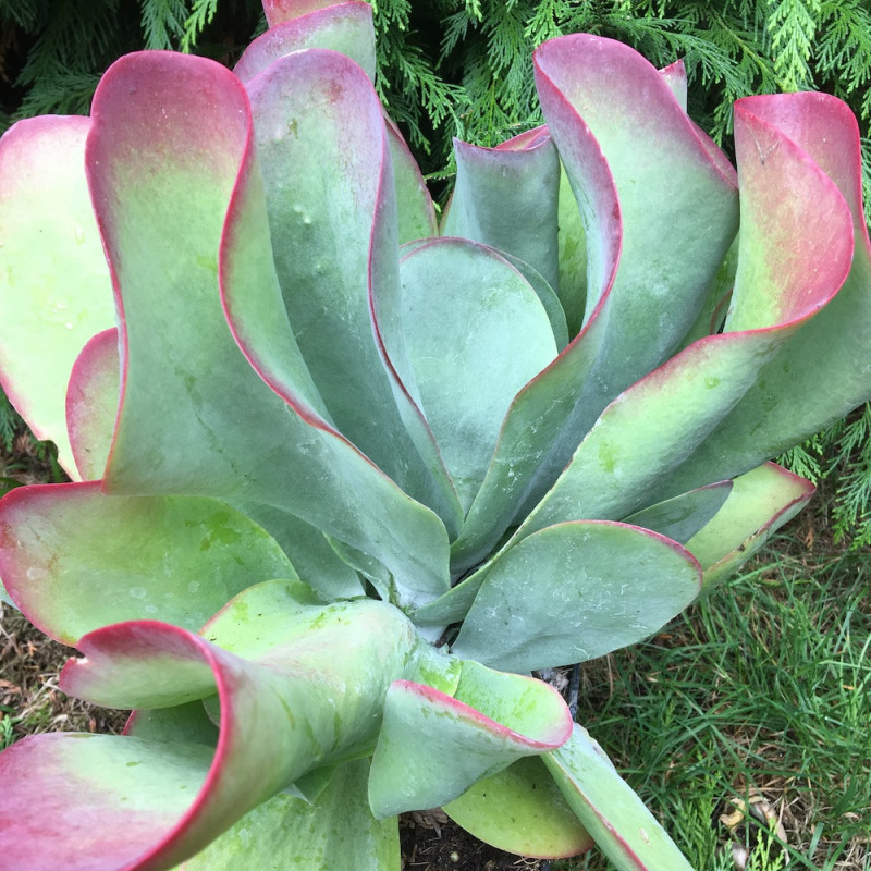 Kalanchoe bronze sculpture