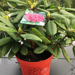 Rhododendron EasyDENDRON® Azurro