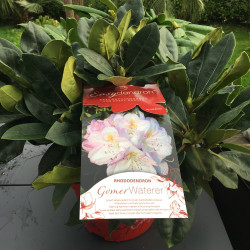 Rhododendron EasyDENDRON® Gomer Waterer