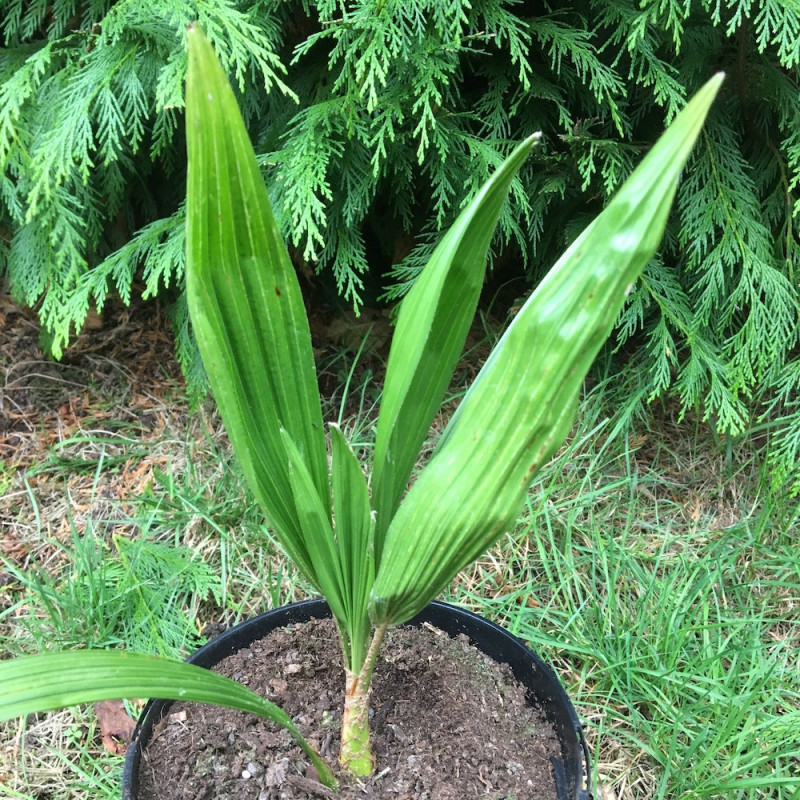 Trachycarpus nova x wagnerianus