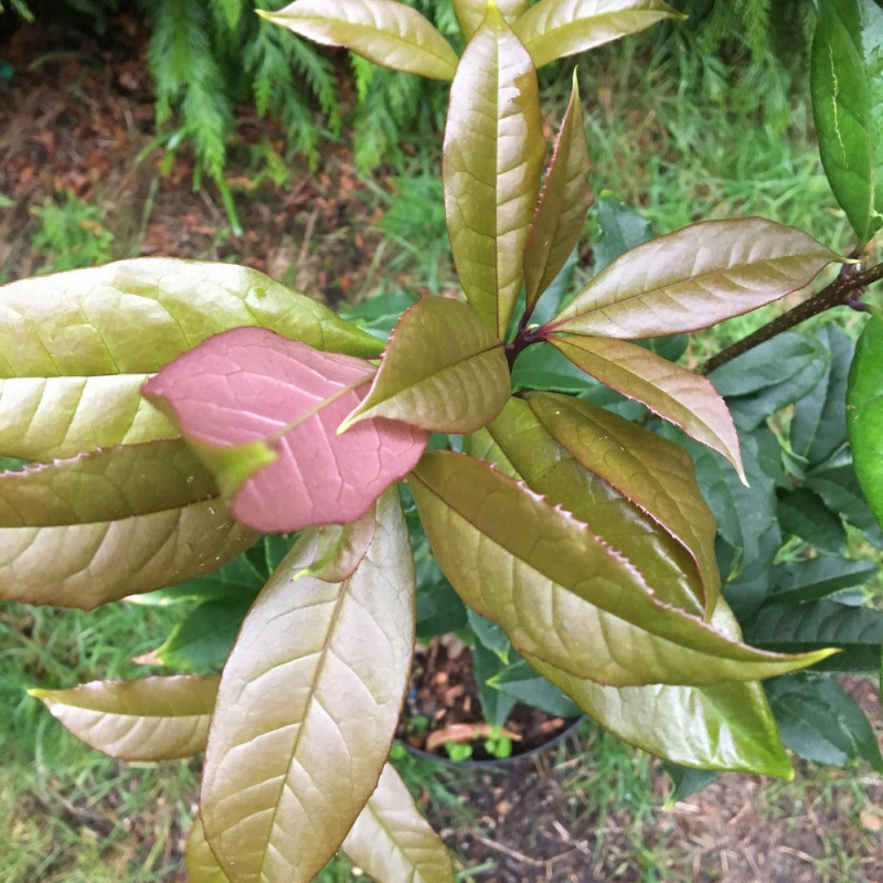 Osmanthus fragrans aurantiacus