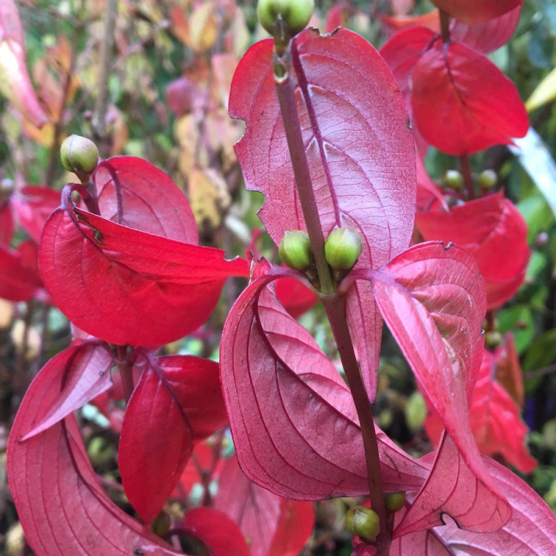 Cornus officinalis