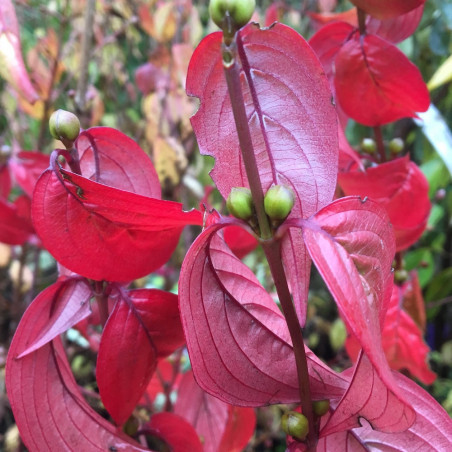 Cornus officinalis