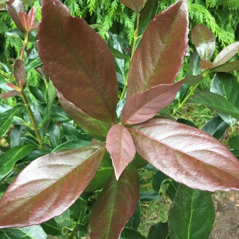 Viburnum odoratissimum coppertop®