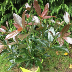 Viburnum odoratissimum coppertop®