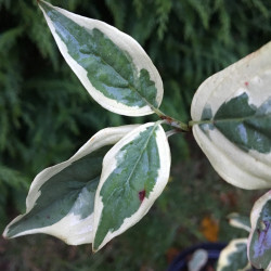 Cornus mas variegata